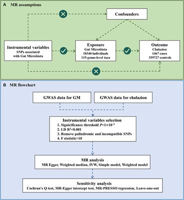 Causal effects of gut microbiota on chalazion: a two-sample Mendelian randomization study